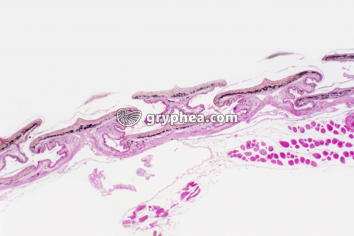 Peau de reptile CT x10 - gryphea.org